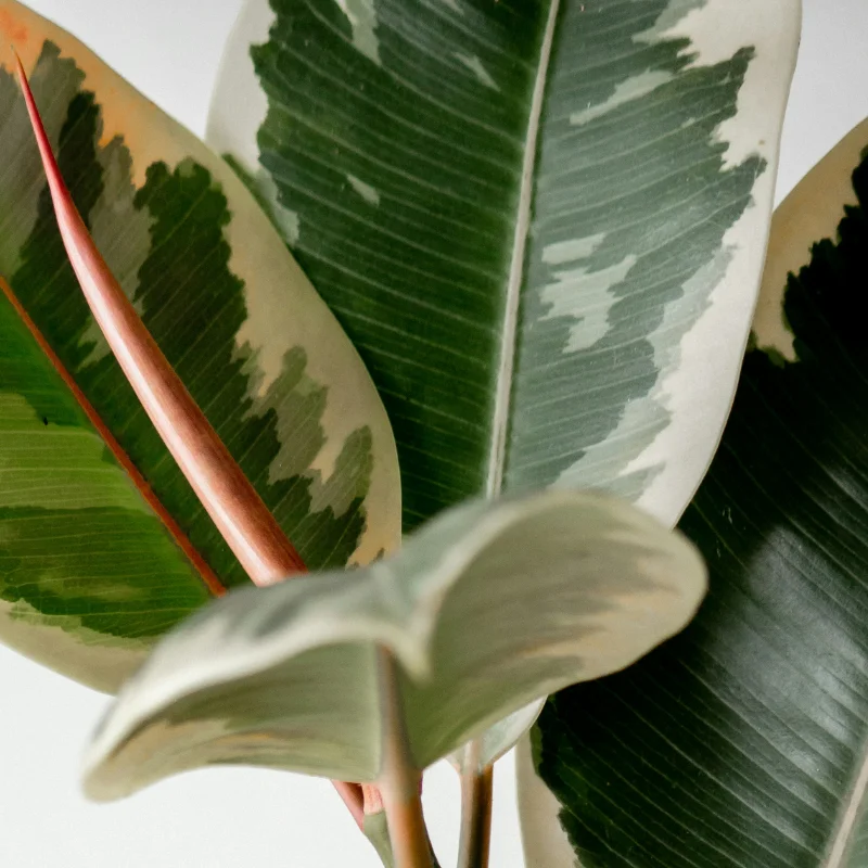 主役は、プロダクトではなく植物