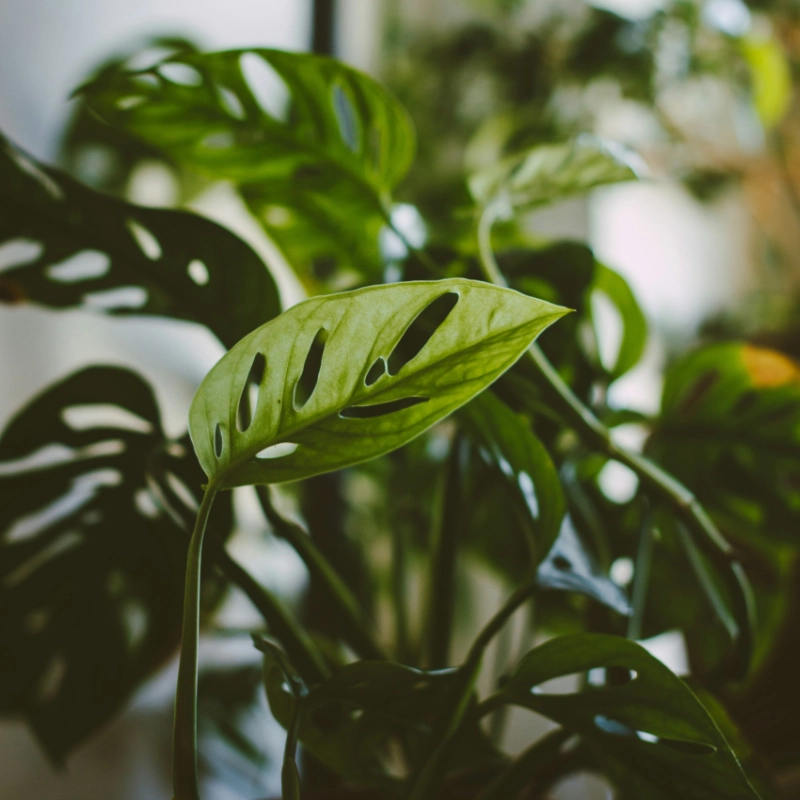 観葉植物の画像