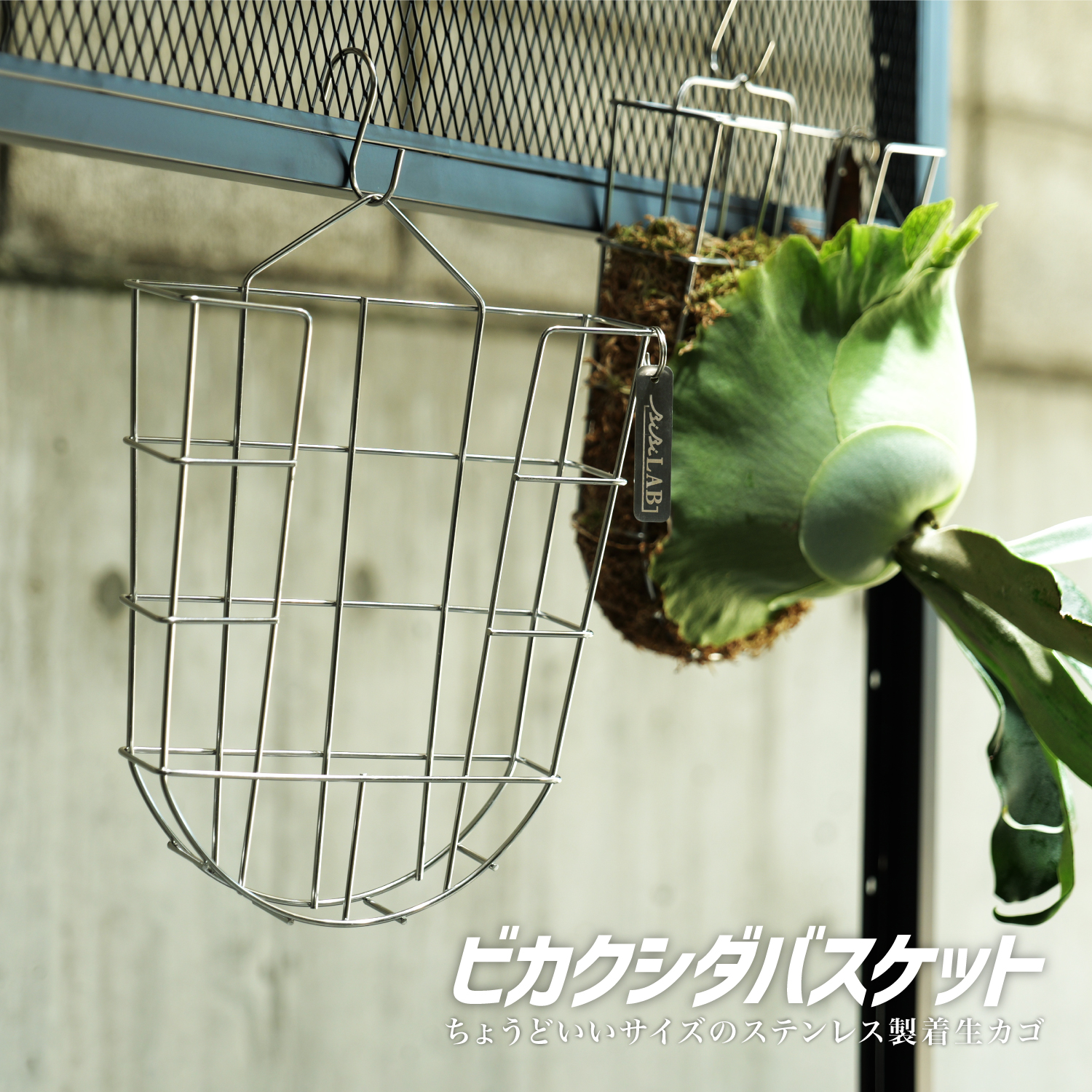 ビカクシダバスケットの製品画像